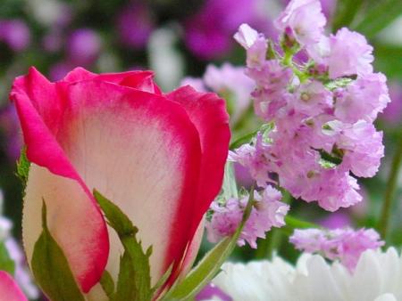 rose deux tons et fleurs arrière plan